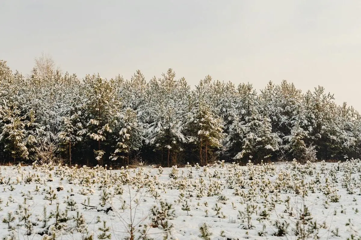 Peaceful winter forest with snow-covered trees and a calm atmosphere.