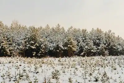 Karacoğlan ve Yayla Şenlikleri iptal edildi.