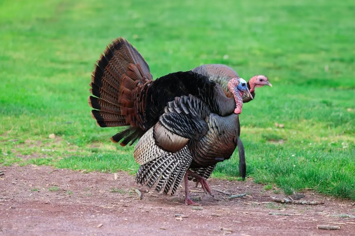 A pair of colorful wild turkeys with vibrant plumage in an outdoor setting, showcasing natural beauty.