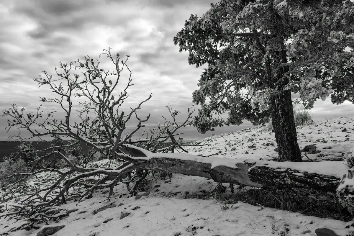 Stunning black and white winter scene of snowy trees in Aragón, Spain.