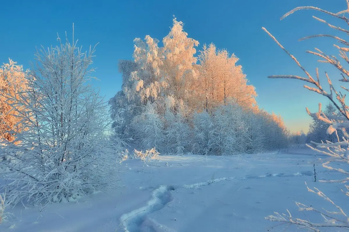 Serene snow-covered landscape in Ukhta, Russia with frosted trees under a blue sky.
