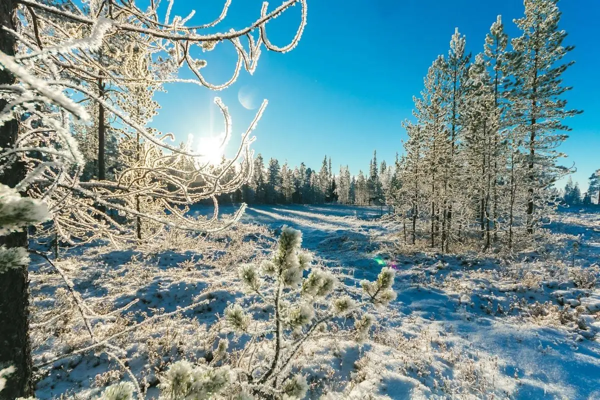 A serene winter forest scene with frosty branches, snow-covered ground, and bright sunlight capturing the beauty of nature.