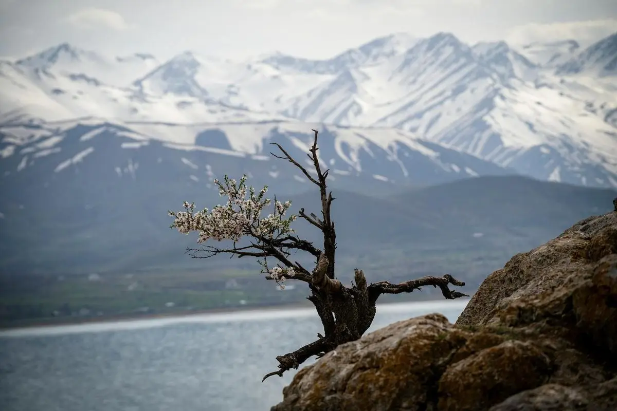 A solitary blossom tree set against the snowy mountains and lake in Van, Turkey.