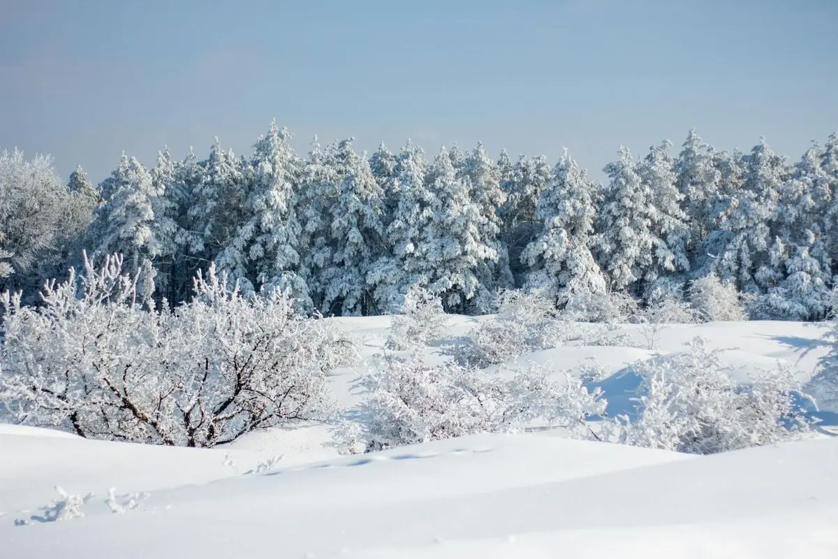 Pristine snow-covered forest capturing the serene beauty of winter.