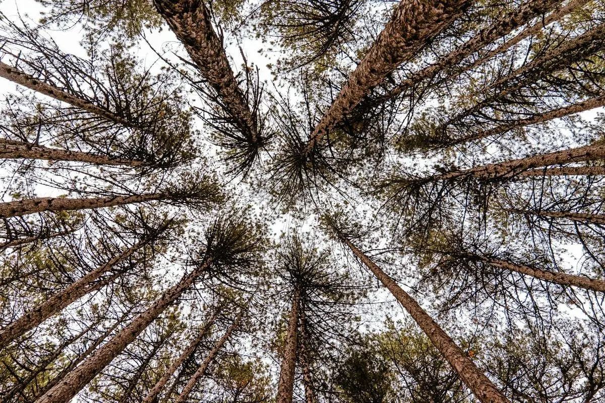 Upward view of tall coniferous trees in Bozdağ, İzmir, Türkiye, showcasing nature's beauty.