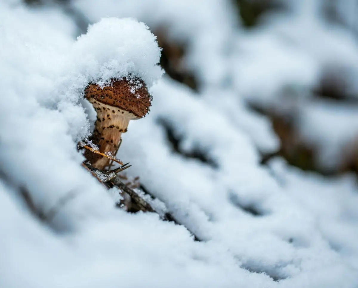 Mushroom dusted with snow found in a winter landscape, creating a frosty scene.