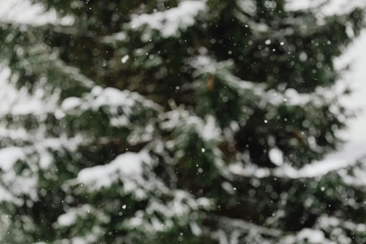 Blurred image of snow falling on green coniferous trees, creating a serene winter scene.