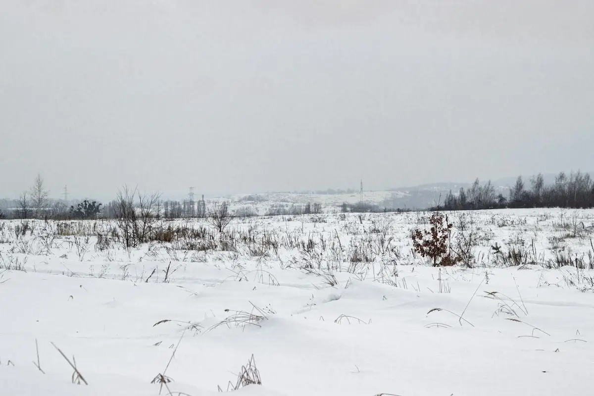 Serene winter landscape with snow-covered field and leafless trees.