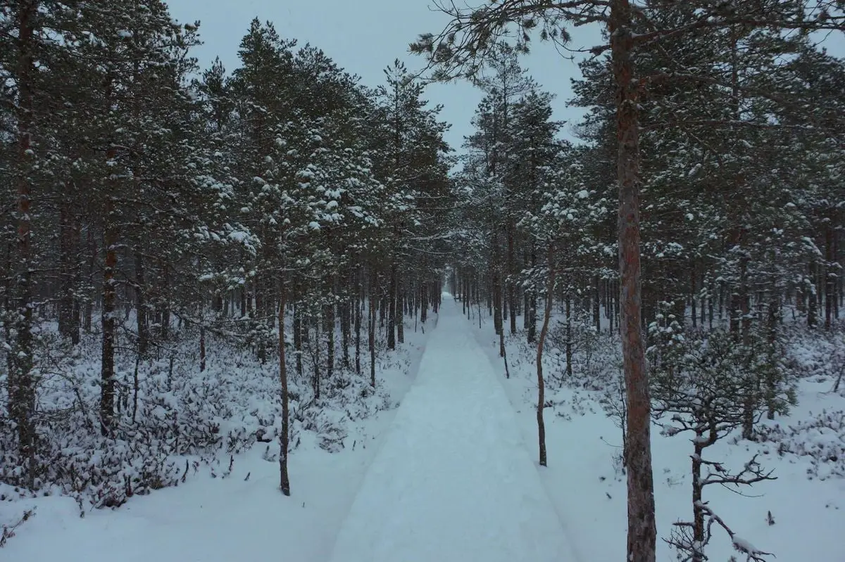 Serene snowy forest path in Estonia during winter, surrounded by pine trees.