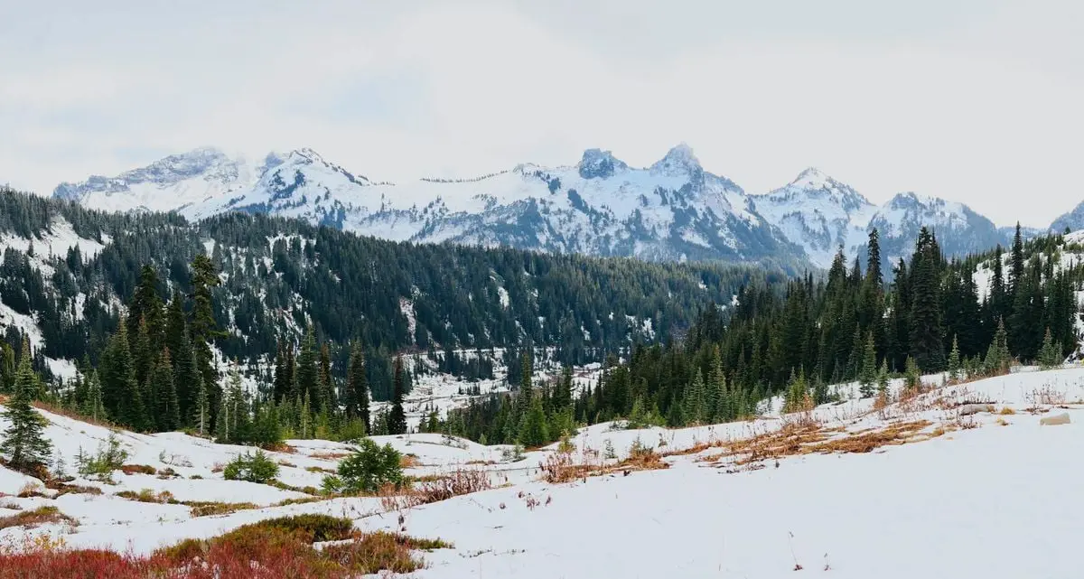 Scenic view of snowy mountains and evergreen forest in winter.