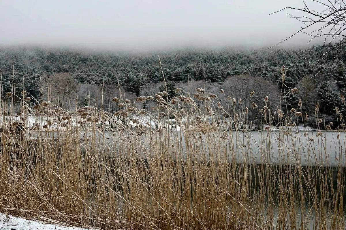 Tranquil snow-covered landscape with reeds and foggy forest in Bolu, Turkey.