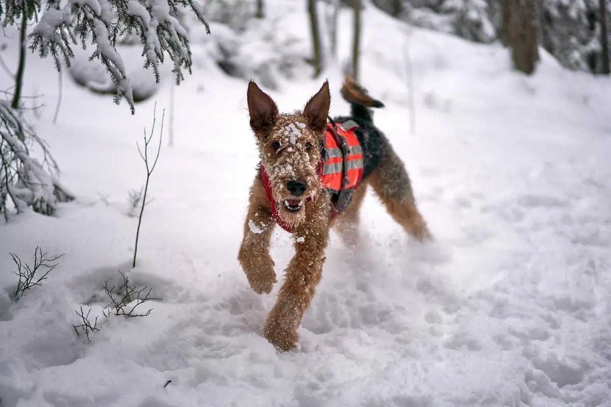 An Airedale Terrier wearing a vest runs through the snow in a wintery Oslo landscape.