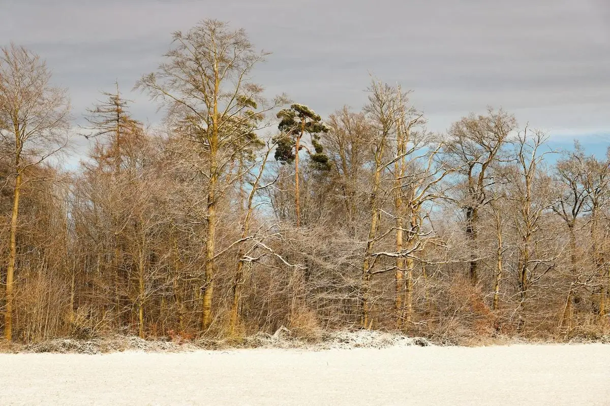 A tranquil winter forest scene with snow-covered trees under overcast skies.