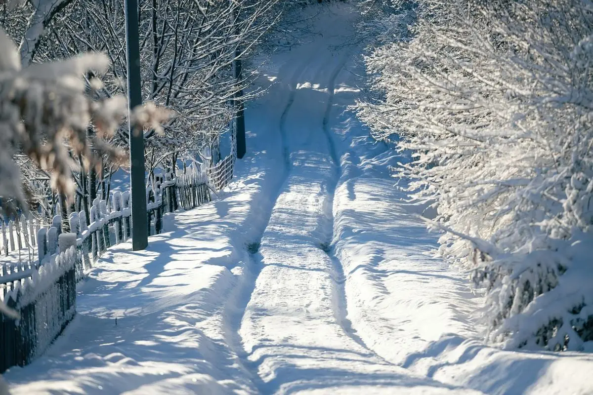 A serene snow-covered path flanked by frosty trees on a clear winter day.