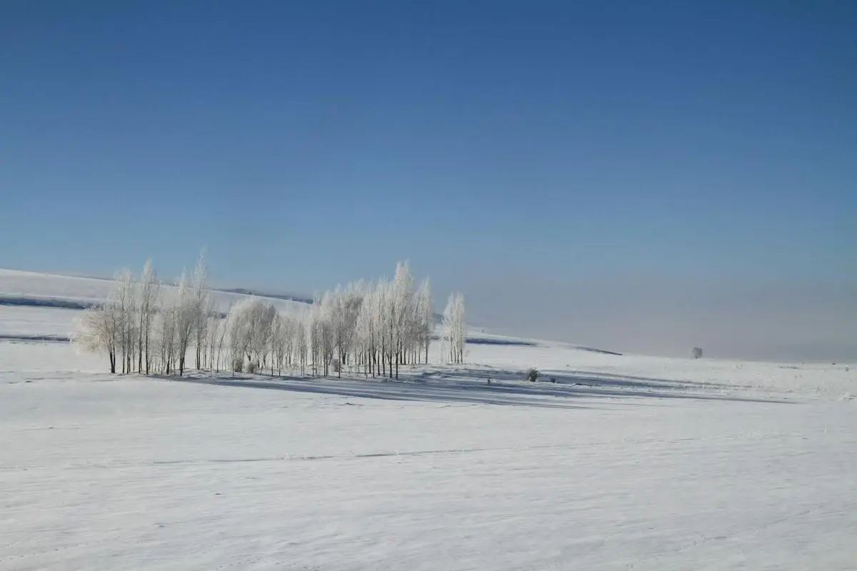 Tranquil winter scene featuring leafless trees on a snowy landscape under a clear blue sky.