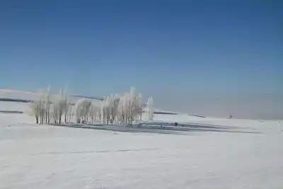 Tranquil winter scene featuring leafless trees on a snowy landscape under a clear blue sky.