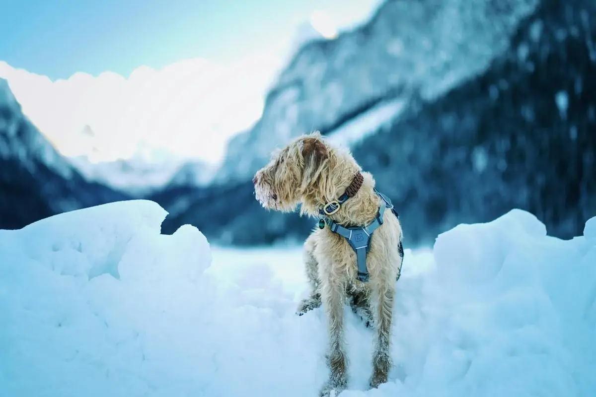 Dog with wire-haired coat sitting in snowy mountains on a crisp winter day.