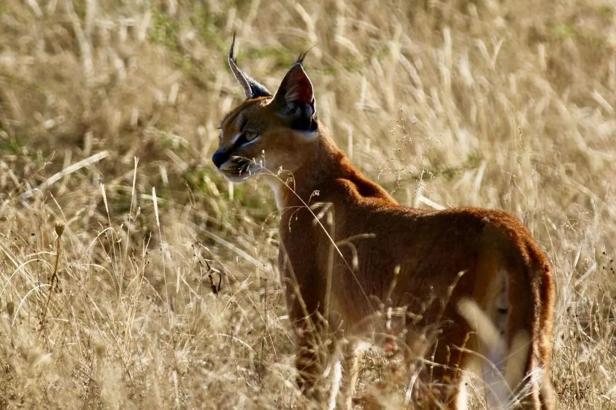 A caracal standing gracefully in a sunlit South African grassland, showcasing its majestic beauty.
