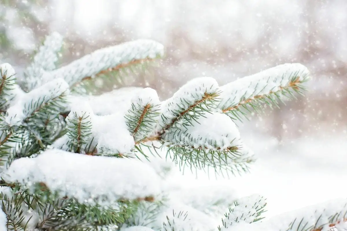 Close-up of pine branches covered in fresh snow during a winter snowfall.