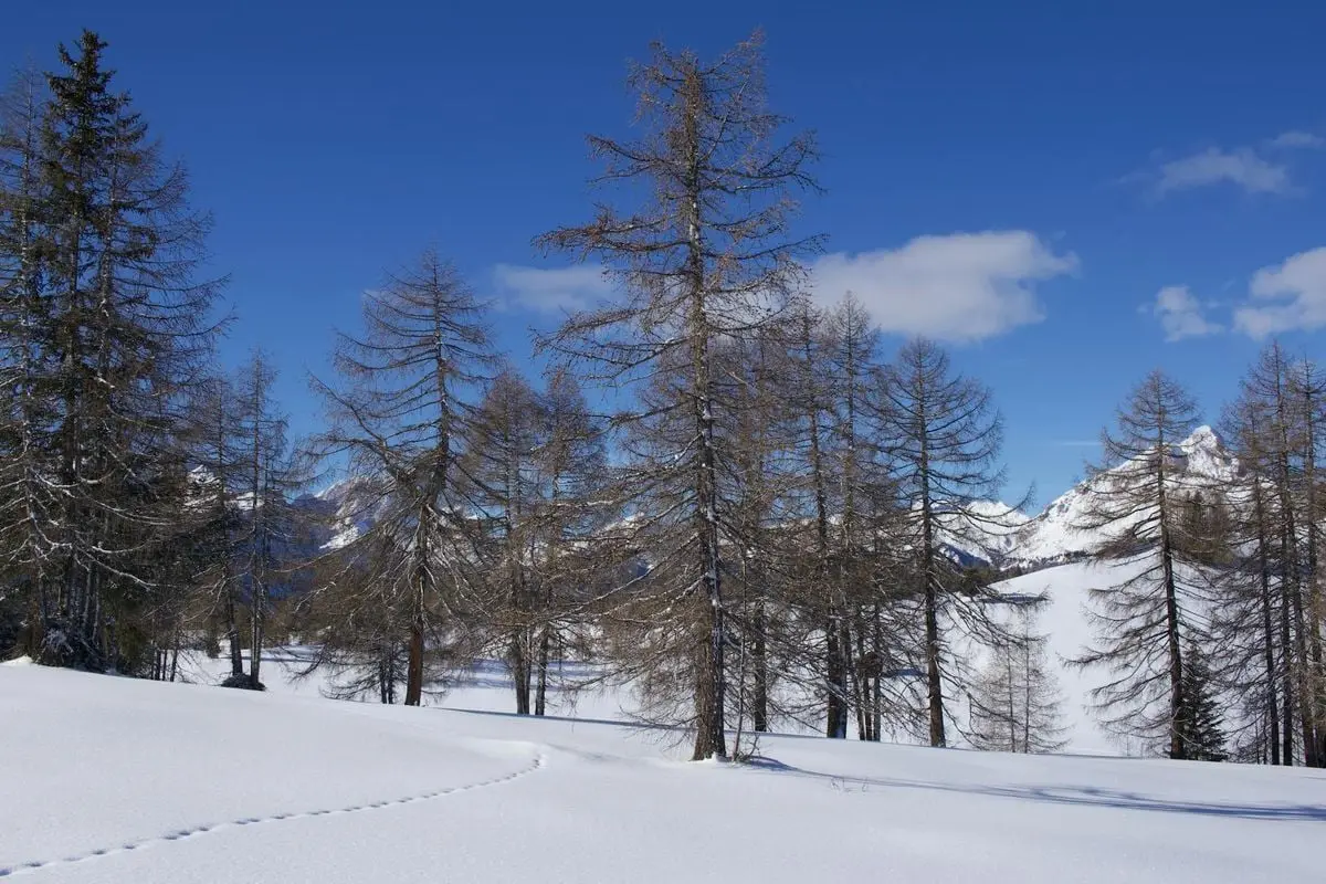 Breathtaking winter landscape of snow-covered larch trees in the Italian Alps.