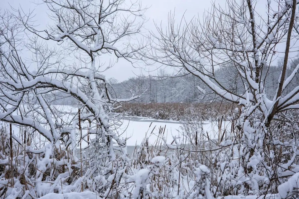 A serene winter scene featuring snow-covered trees surrounding a frozen lake.