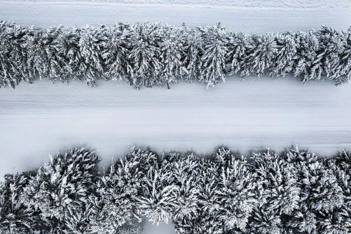 A tranquil aerial shot showcasing snow-covered pine trees lining a winter road.