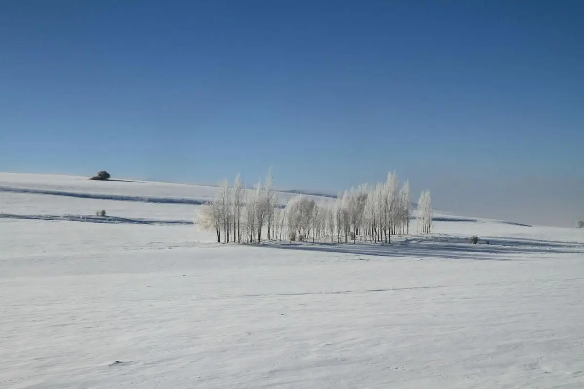 A tranquil winter scene showcases snow-covered fields and frosty trees under a clear blue sky.