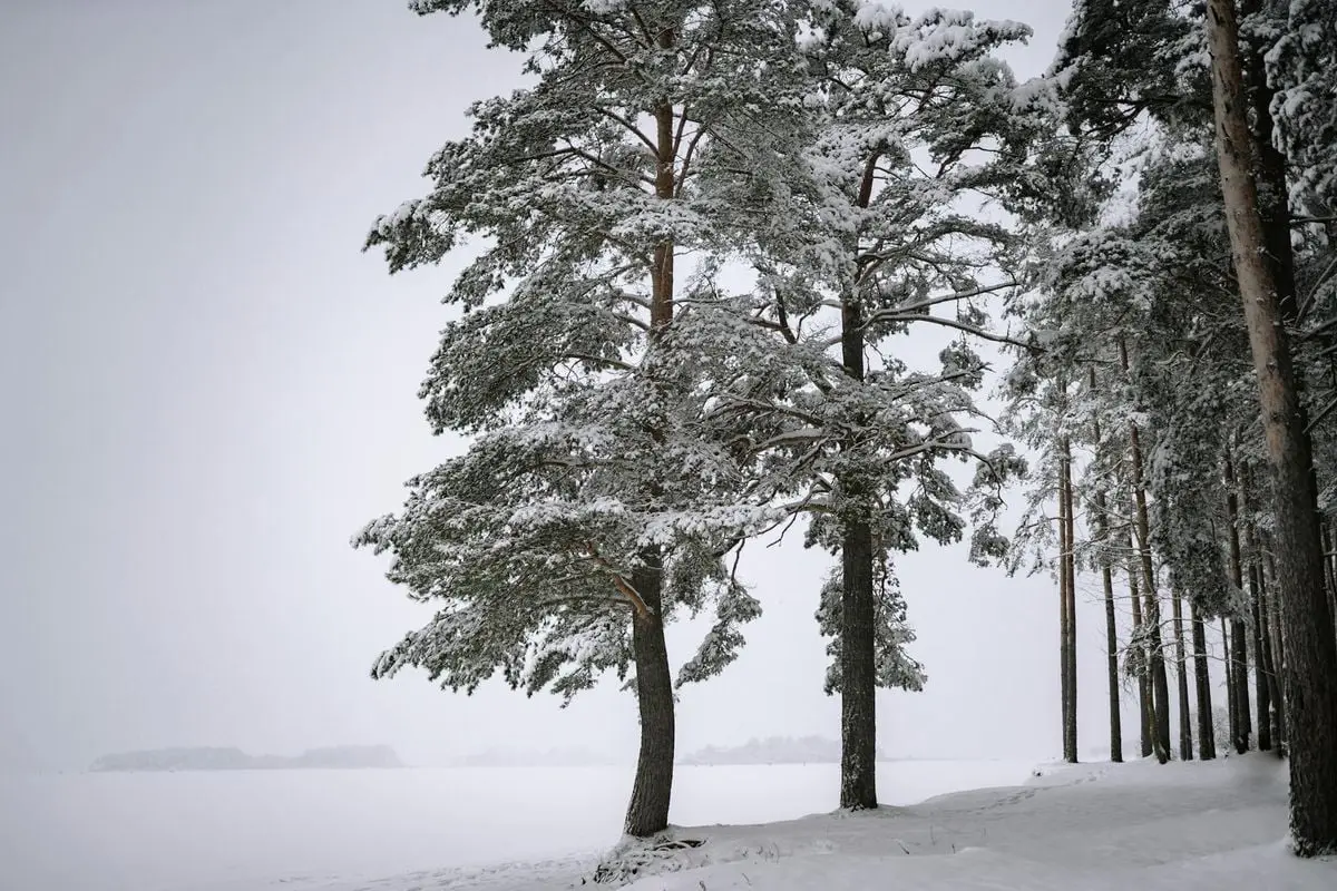 Tranquil winter scene with snow-laden pine trees in a foggy, icy woodland.