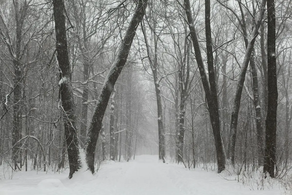 A tranquil snow-laden path through a foggy, frozen winter forest, showcasing serene beauty.