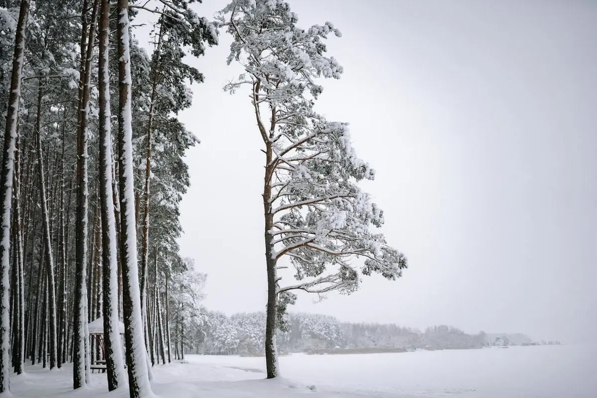 Tranquil winter scene of a snow-covered pine forest by a frozen lake.