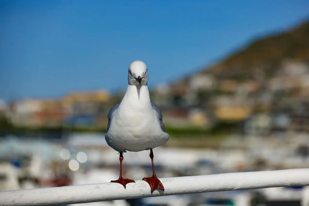 Close-up of a seagull perched on a white railing with a blurred coastal background.