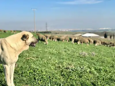 Kazancı Kör Kuyu Yaylası'nda kaza: 2 yaralı