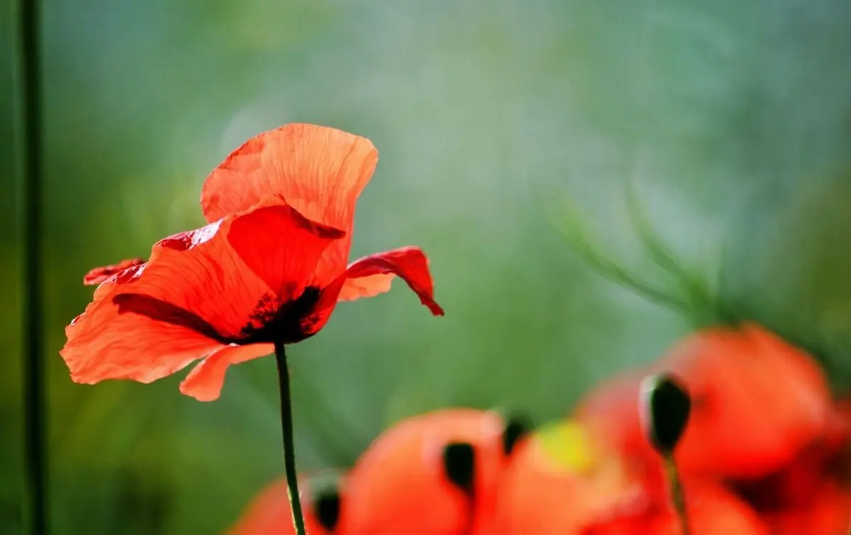 A close-up of vibrant red poppies in Elmalı, Antalya, Türkiye. The poppies stand against a blurred natural backdrop.