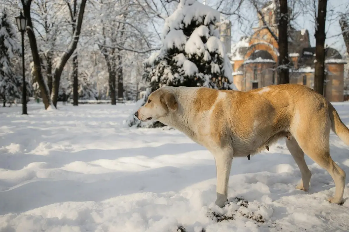 A stray dog standing in a snow-covered park with trees and a distant church on a winter day.
