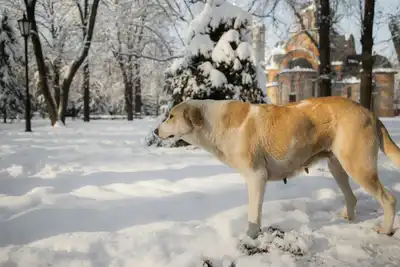A stray dog standing in a snow-covered park with trees and a distant church on a winter day.