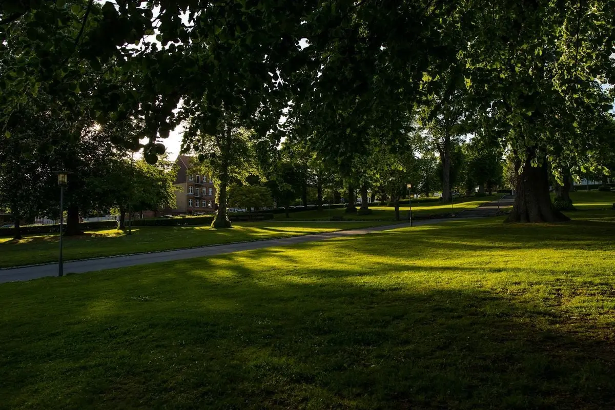 A serene park scene in Horsens, Denmark with lush greenery under dappled sunlight.