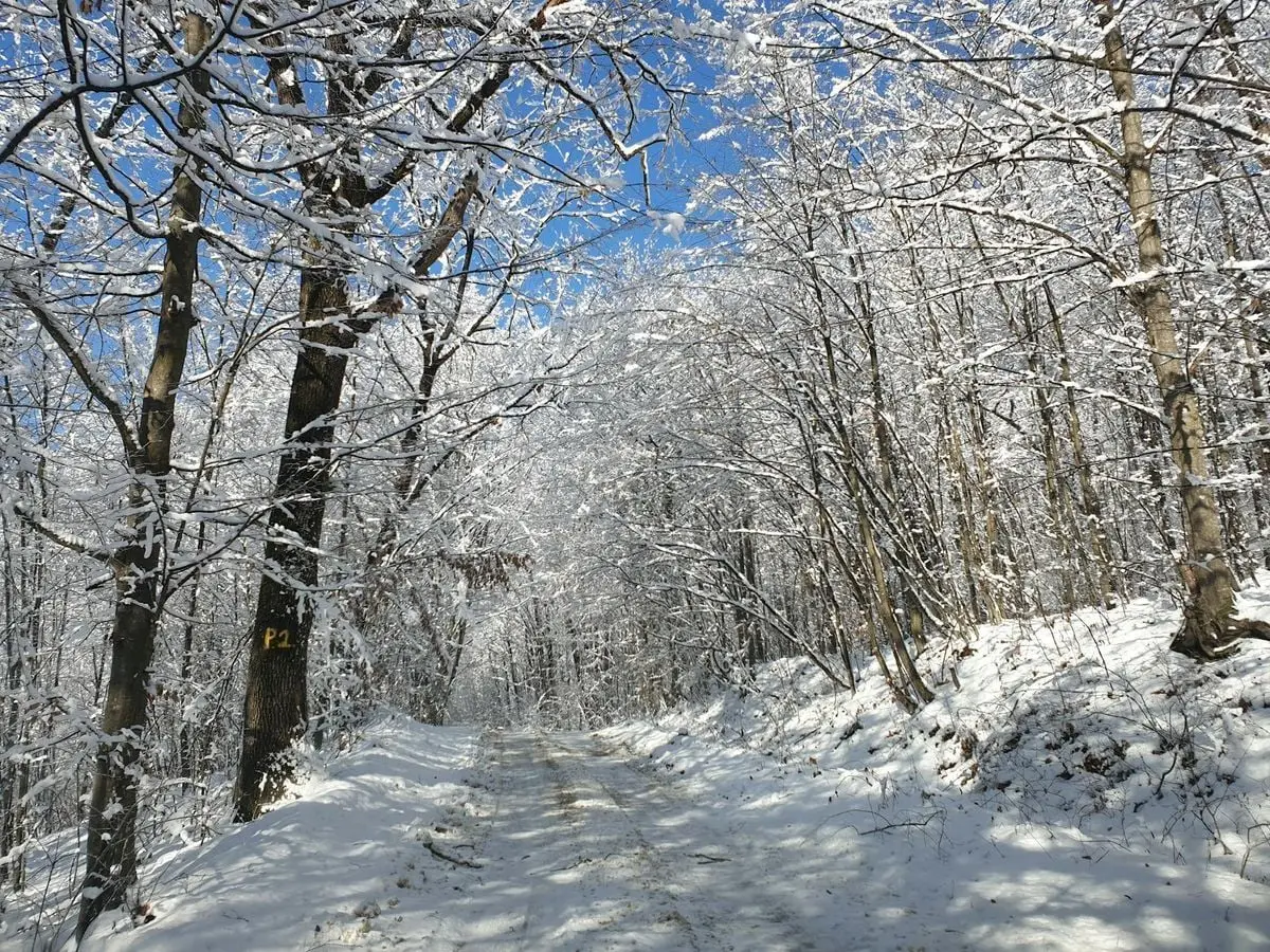 A scenic snowy woodland path in Ciolcești, Romania, under bright winter skies.