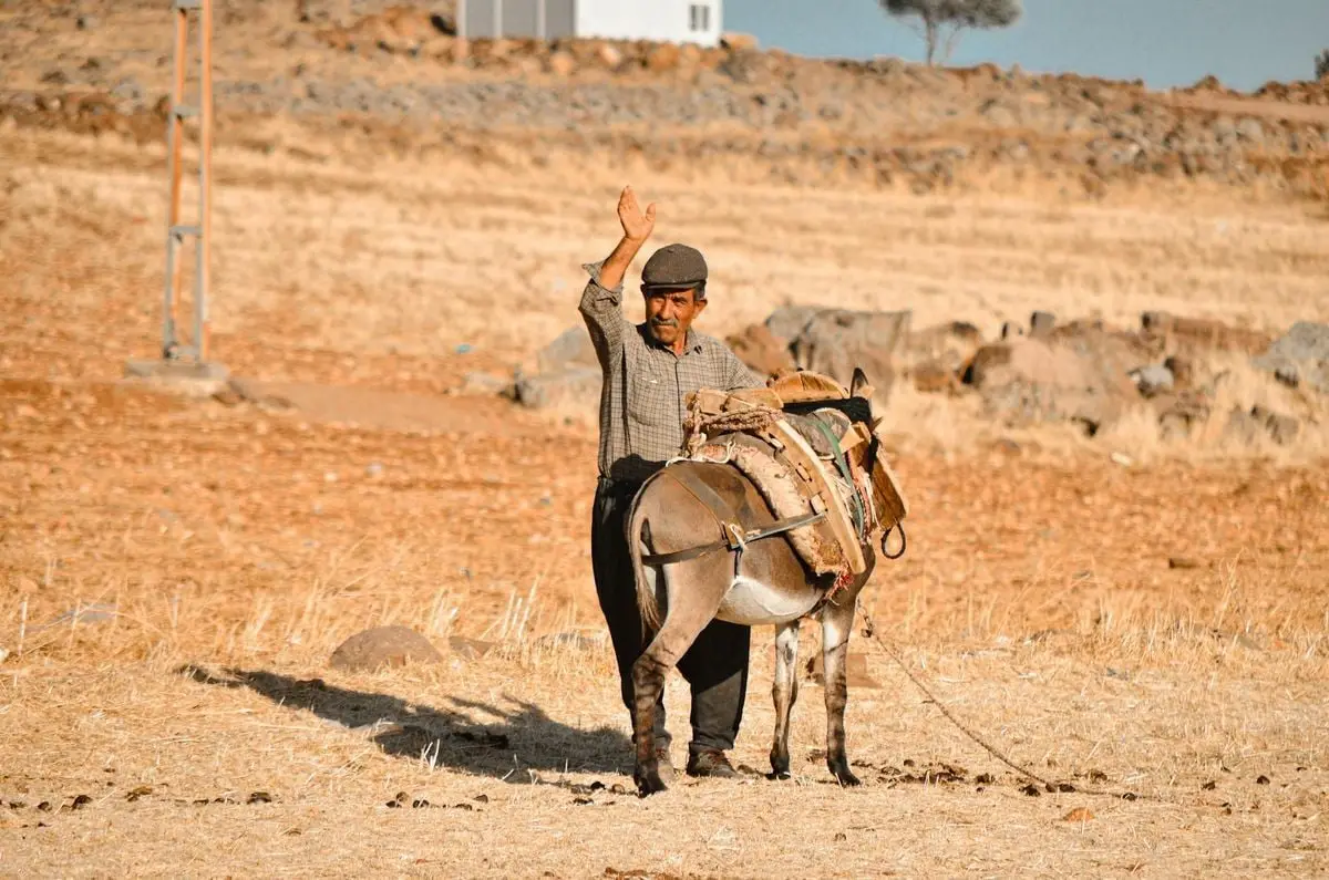 A man waves standing beside a donkey in the rural fields of Kahramanmaraş, Türkiye.