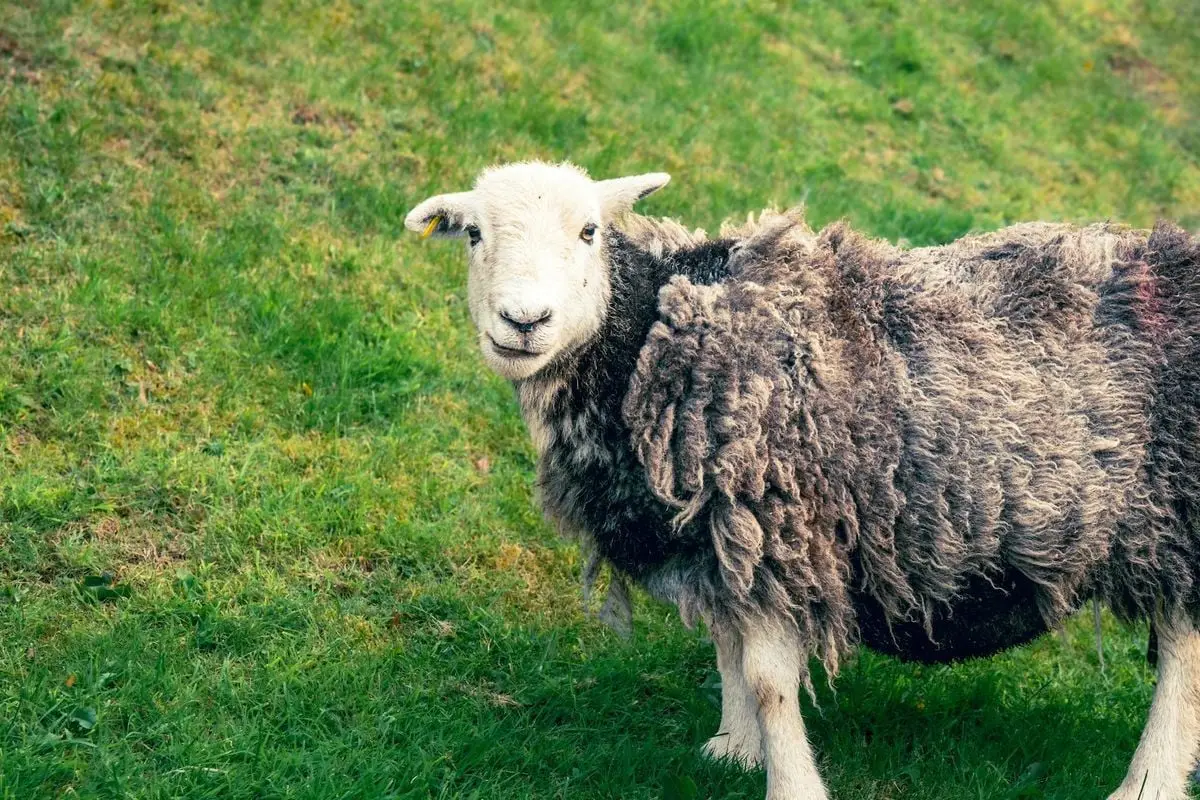 A charming Herdwick sheep grazes peacefully in the lush green pastures of Cumbria, UK, embodying rural life.