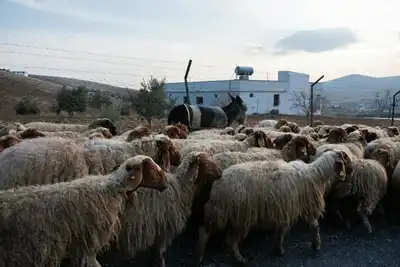 KOP’tan Karaman Tarım ve Hayvancılığa Destek