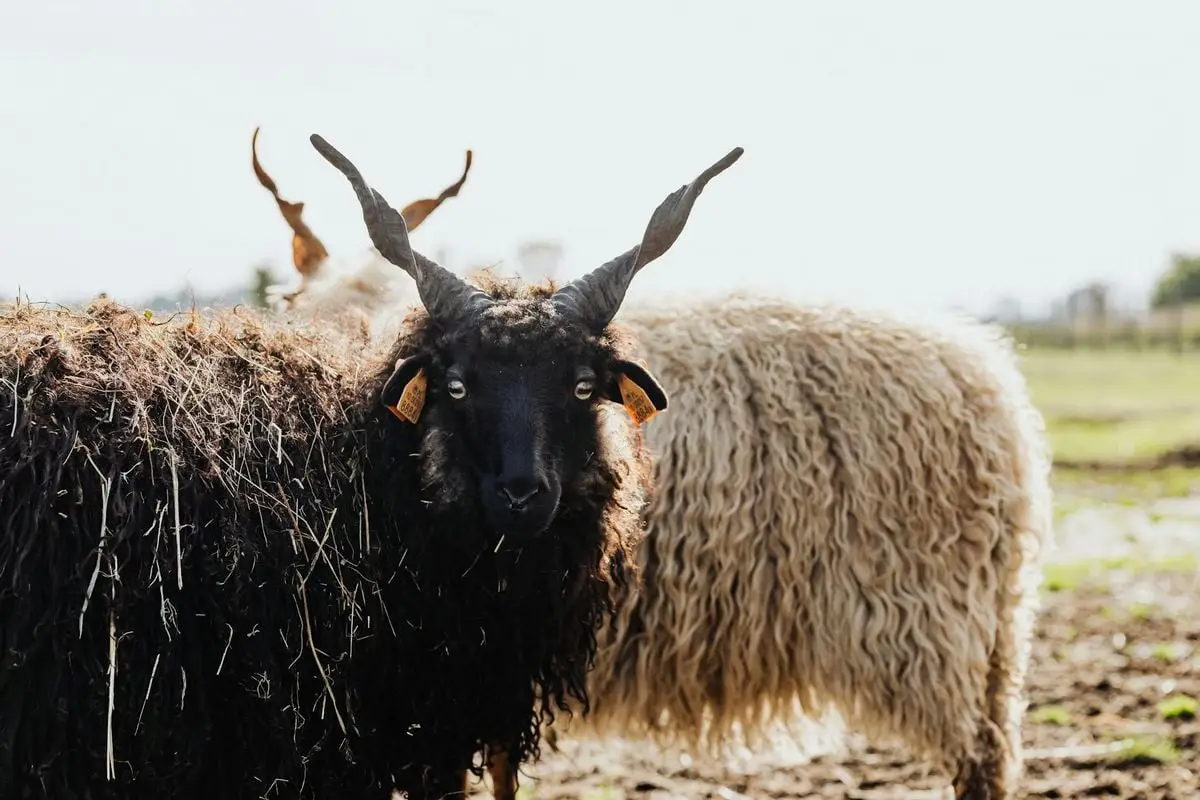 Close-up of black horned sheep in a sunny rural field, showcasing wool texture.