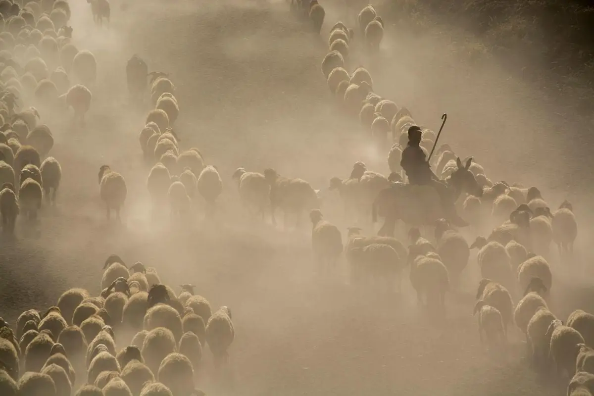 A shepherd guides a large flock of sheep through a dusty path in Tatvan, capturing a serene rural moment.