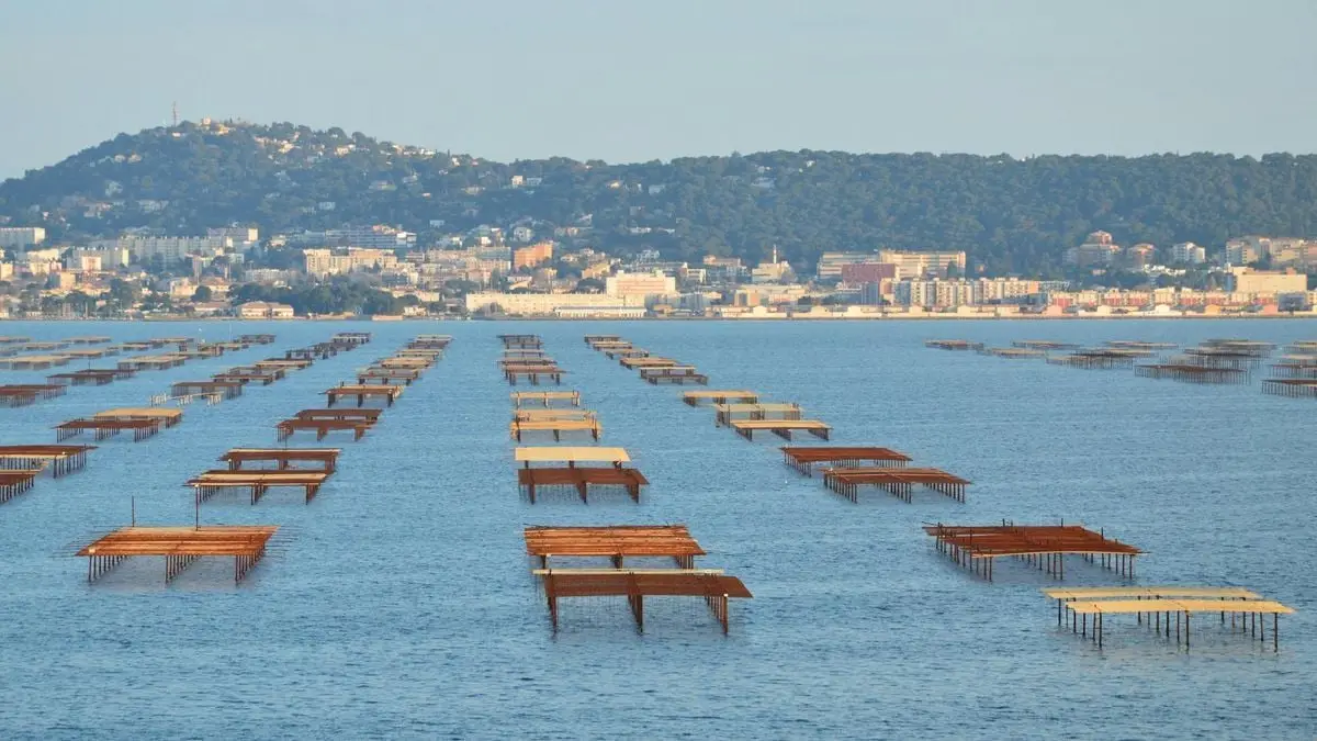 Oyster farms in calm sea against a coastal city backdrop during daytime.