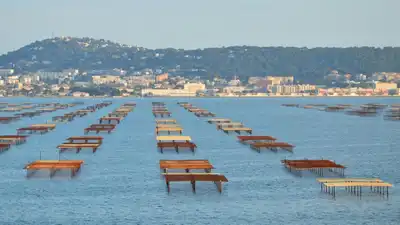 Oyster farms in calm sea against a coastal city backdrop during daytime.