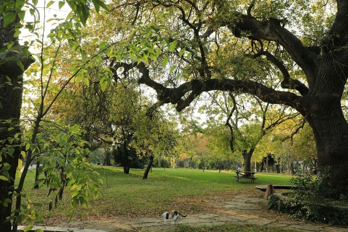 Peaceful autumn park with large trees and a curious cat wandering.