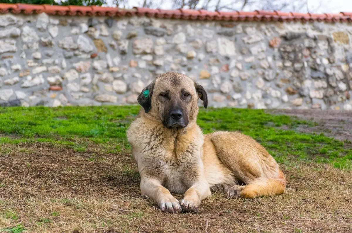 A serene Anatolian Shepherd dog relaxes on grass with a stone wall background in Istanbul, Turkey.