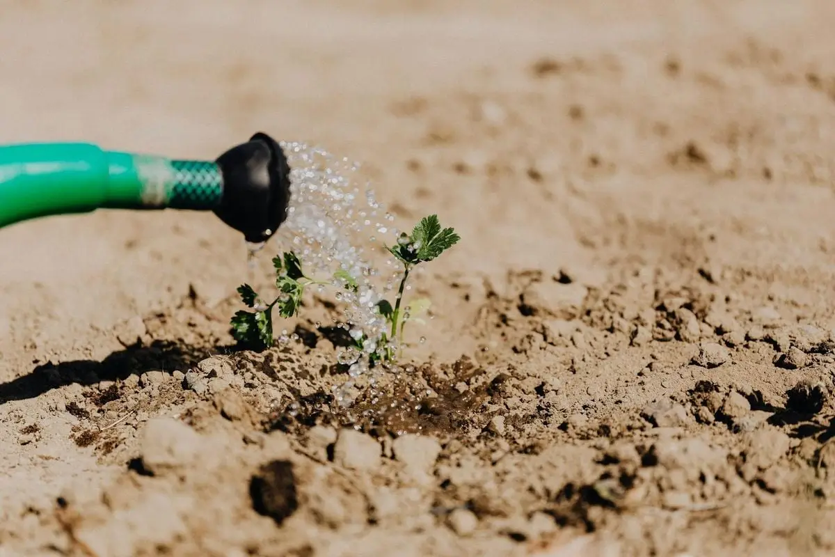 High angle of delicate baby plant growing from soil and irrigating from watering can on sunny day