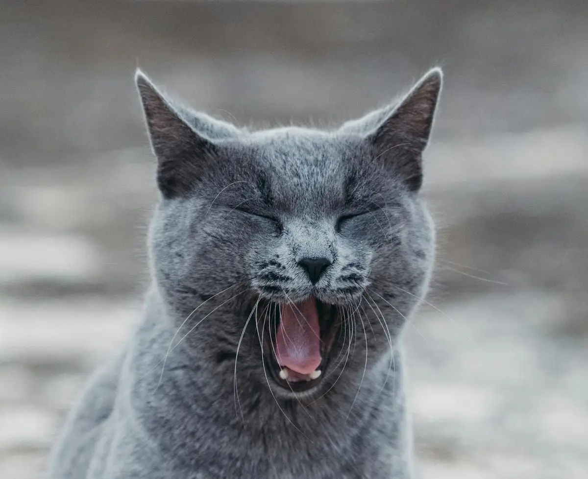 A close-up of a yawning gray cat with blurred background, showcasing its fur texture and expression.