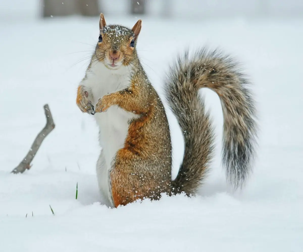 A curious squirrel standing in the snow during a winter day in a park setting.