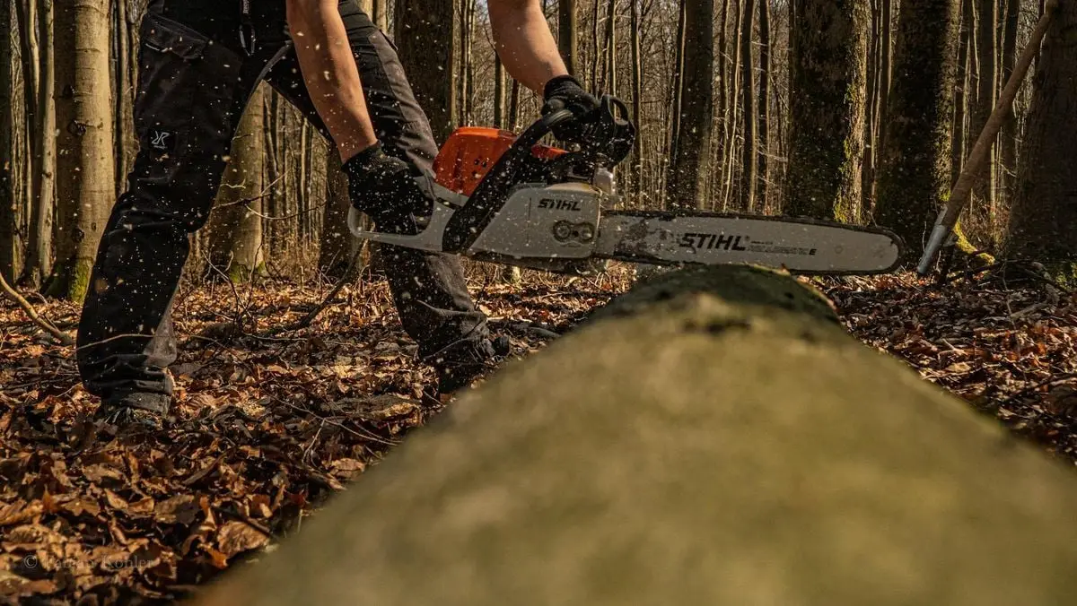 A forester cuts a tree log with a chainsaw in an autumn forest setting.